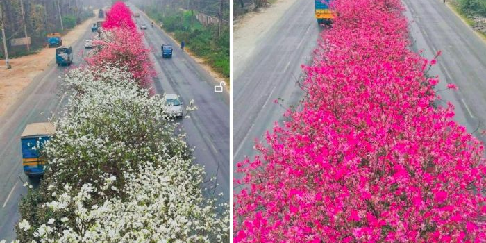 ঢাকা-ময়মনসিংহ মহাসড়কে বসন্তের রঙিন ফুলের ঢেউ