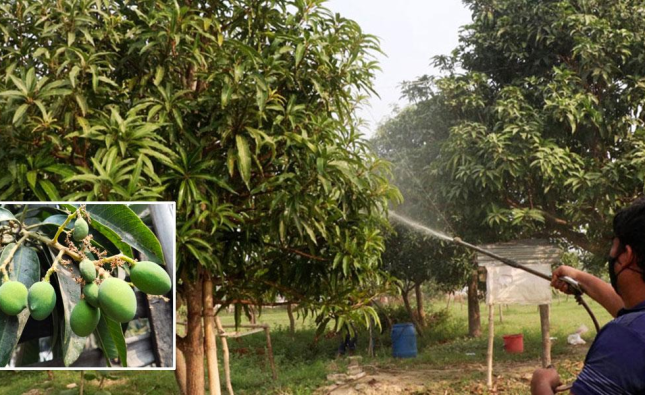 রাজশাহীতে প্রত্যাশার আমে কুয়াশা নিয়ে শঙ্কা