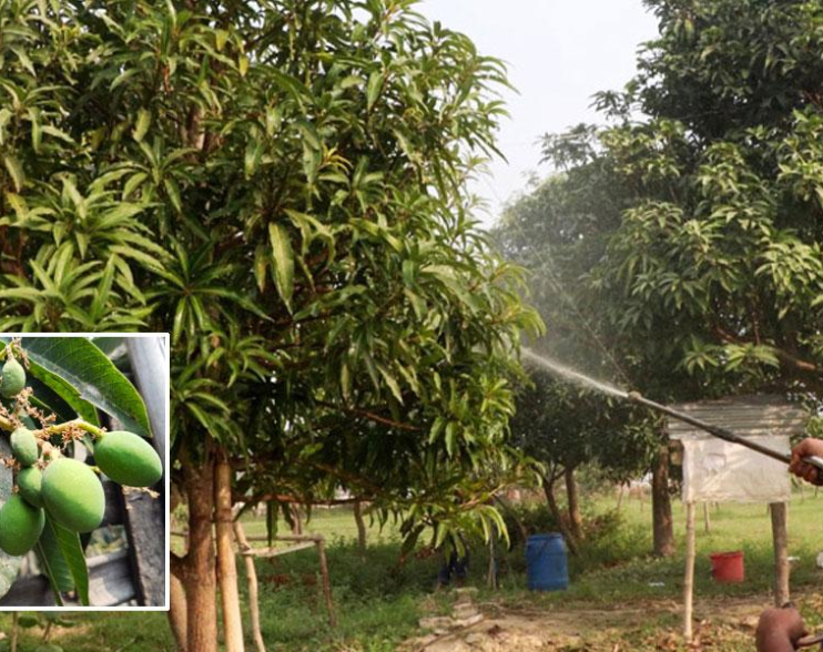 রাজশাহীতে প্রত্যাশার আমে কুয়াশা নিয়ে শঙ্কা