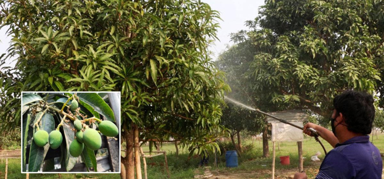 রাজশাহীতে প্রত্যাশার আমে কুয়াশা নিয়ে শঙ্কা