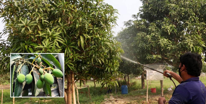 রাজশাহীতে প্রত্যাশার আমে কুয়াশা নিয়ে শঙ্কা