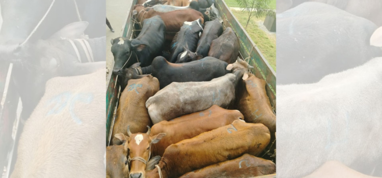 ময়মনসিংহে ডাকাতি হওয়া ১৯ গরু গাজীপুরে উদ্ধার