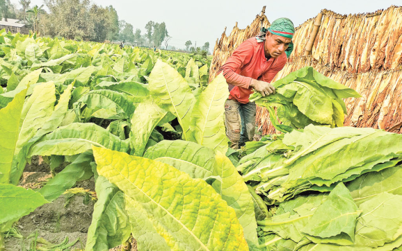 রংপুর অঞ্চল: আলুতে লোকসান, বাড়ছে তামাক