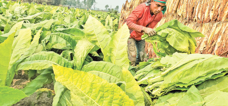 রংপুর অঞ্চল: আলুতে লোকসান, বাড়ছে তামাক