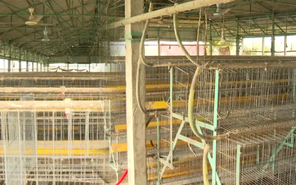 এভিয়ান ফ্লুতে ময়মনসিংহে মুরগি শূন্য খামার, পথে বসছেন খামারিরা