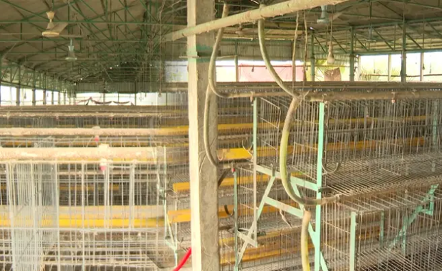 এভিয়ান ফ্লুতে ময়মনসিংহে মুরগি শূন্য খামার, পথে বসছেন খামারিরা