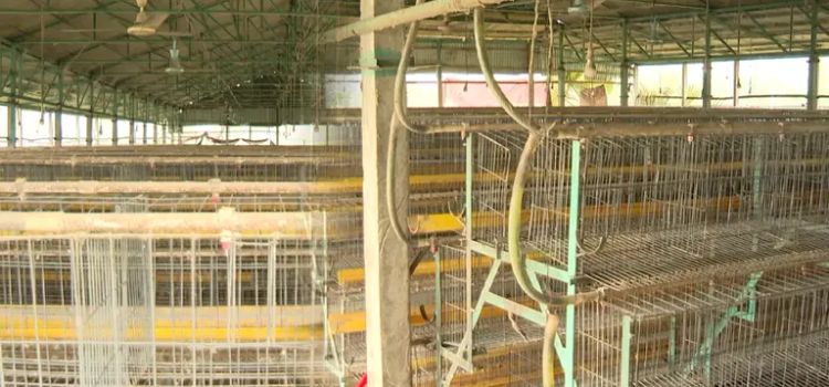 এভিয়ান ফ্লুতে ময়মনসিংহে মুরগি শূন্য খামার, পথে বসছেন খামারিরা