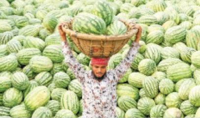 লোকসানে তরমুজচাষিরা অতিমুনাফা ব্যবসায়ীর