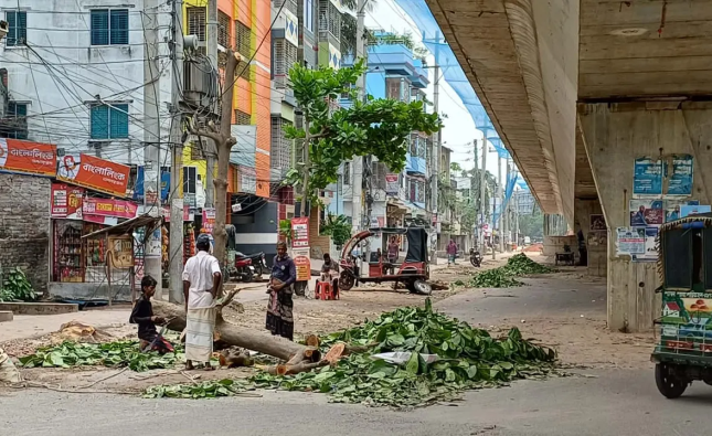 রাজশাহীতে সড়ক সম্প্রসারণে কাটা পড়ছে গাছ, হারাচ্ছে সবুজ নগর