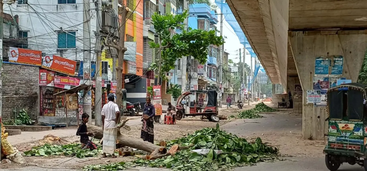রাজশাহীতে সড়ক সম্প্রসারণে কাটা পড়ছে গাছ, হারাচ্ছে সবুজ নগর